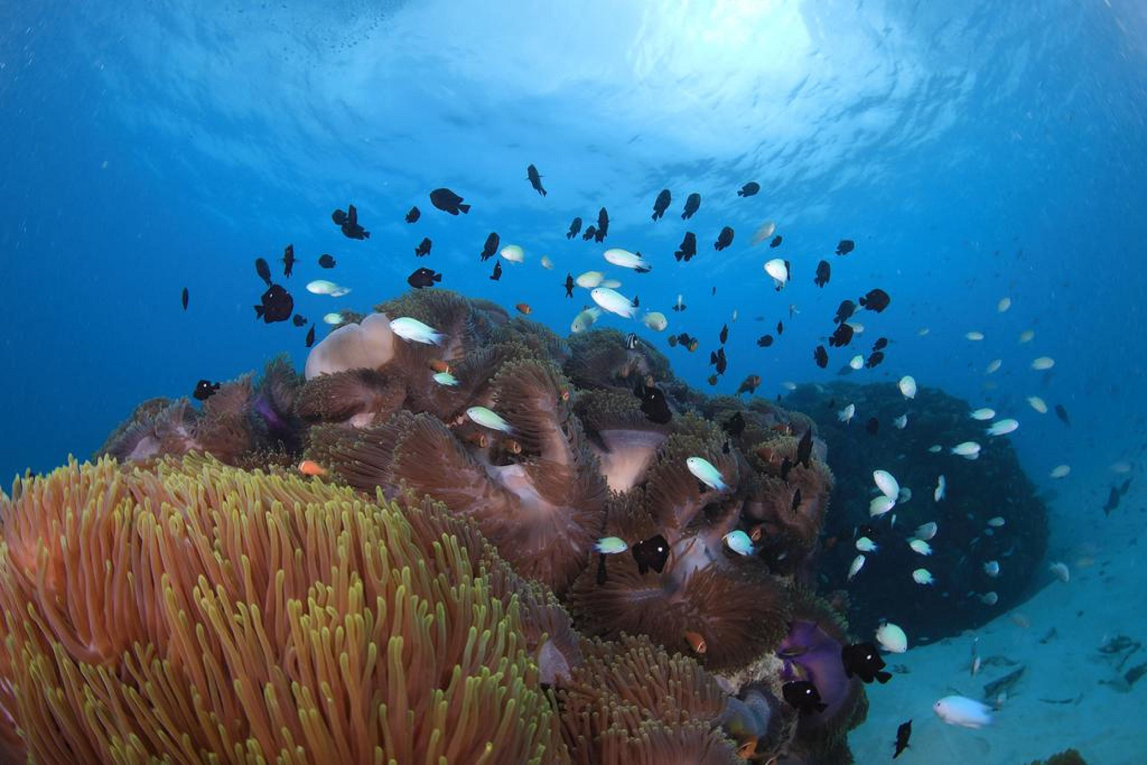 Hard Rock Hotel Maldives - Complimentary Roundtrip Speed Boat Transfer Until 31St October 2025 Emboodhoo Lagoon Ngoại thất bức ảnh Coral reef