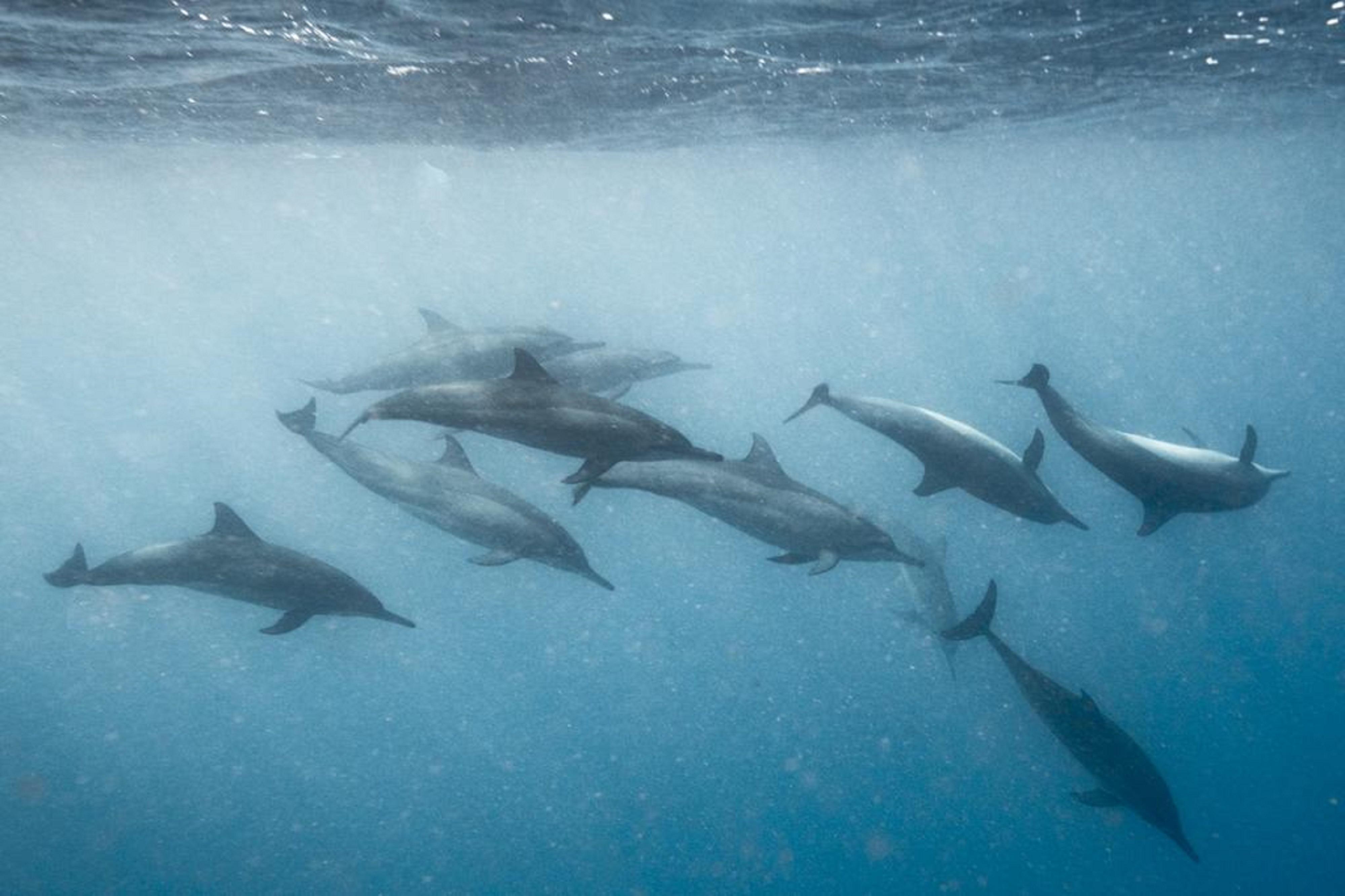 Hard Rock Hotel Maldives - Complimentary Roundtrip Speed Boat Transfer Until 31St October 2025 Emboodhoo Lagoon Ngoại thất bức ảnh Spinner dolphins